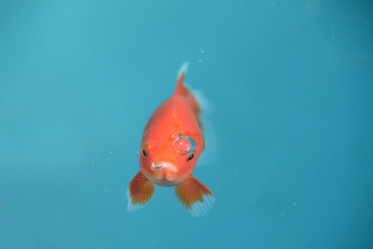 orange goldfish