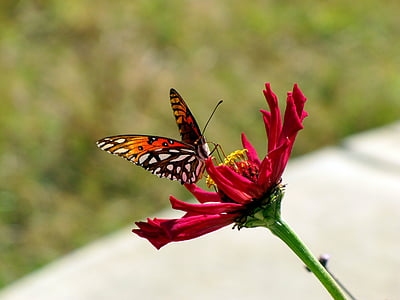 multicolored butterfly on red flower