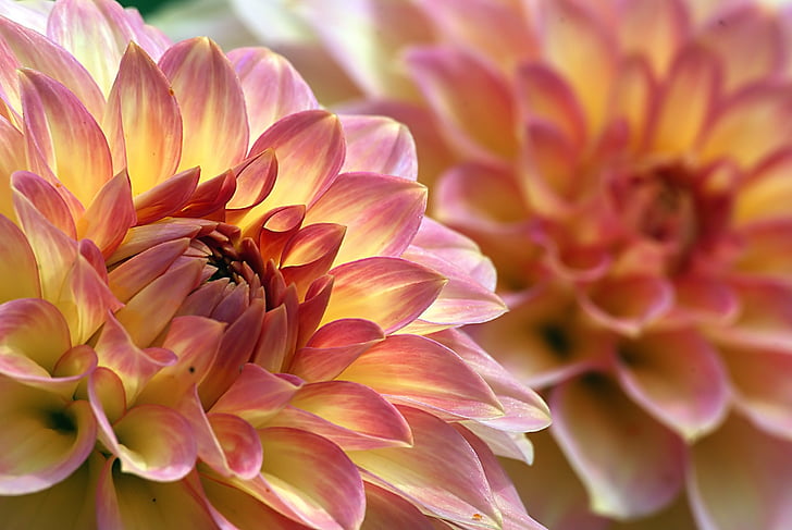 yellow-and-pink dahlia selective-focus photography