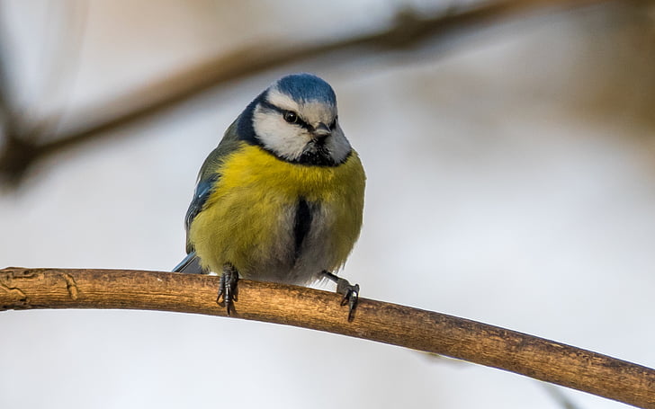 Royalty-Free photo: Blue, white, and yellow bird