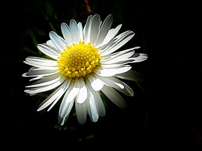 white Shasta daisy flower macro photography