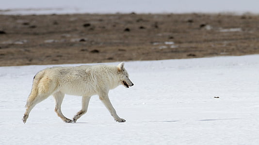 photo of white wolf walking on snow