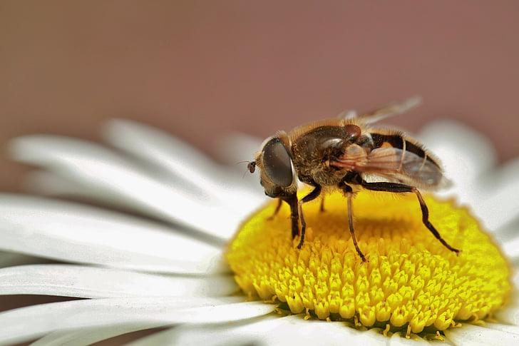 honey bee perching on white and yellow petaled flower in close-up photography