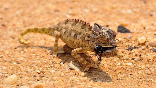 brown chameleon