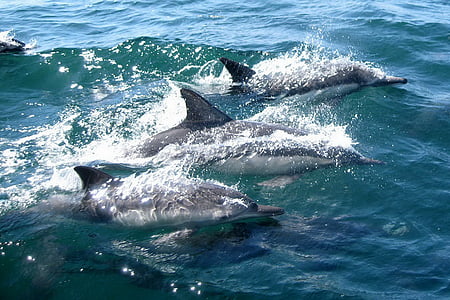 three black dolphins under water
