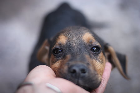 selective focus photography of smooth black and tan dachshund puppy
