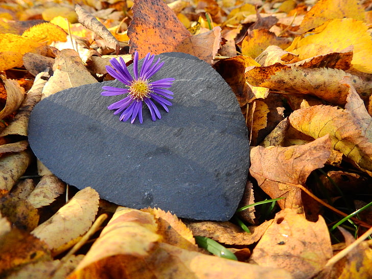 purple daisy flower on black heart board surrounded with leaves