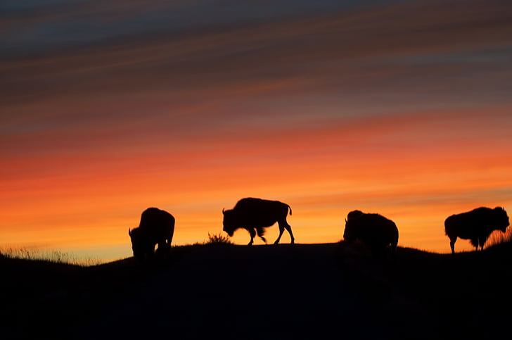 silhouette of bisons uphill