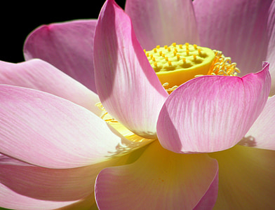 macro photography of pink lotus flower