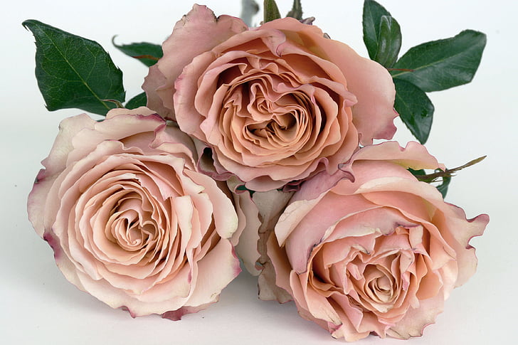 three pink roses
