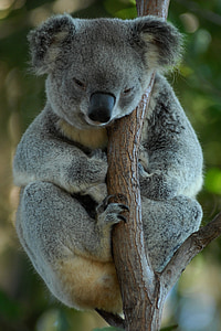 shallow focus photo of gray koala
