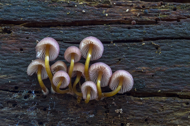 white-and-yellow mushrooms