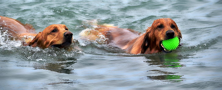 two short-coated brown dogs on water during daytime