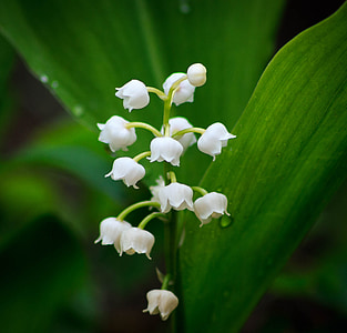 close up photo of white lily of the Valley in bloom