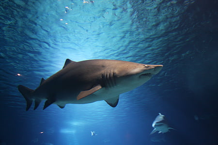 sharks under water