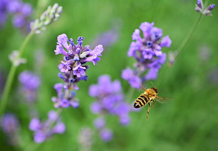 macro photo of honey bee flying near purple flower