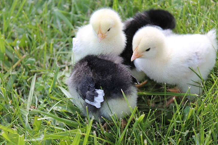 two black and yellow chicks standing on green grass