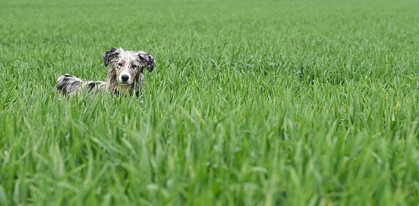 brown dog on green grass field during daytime
