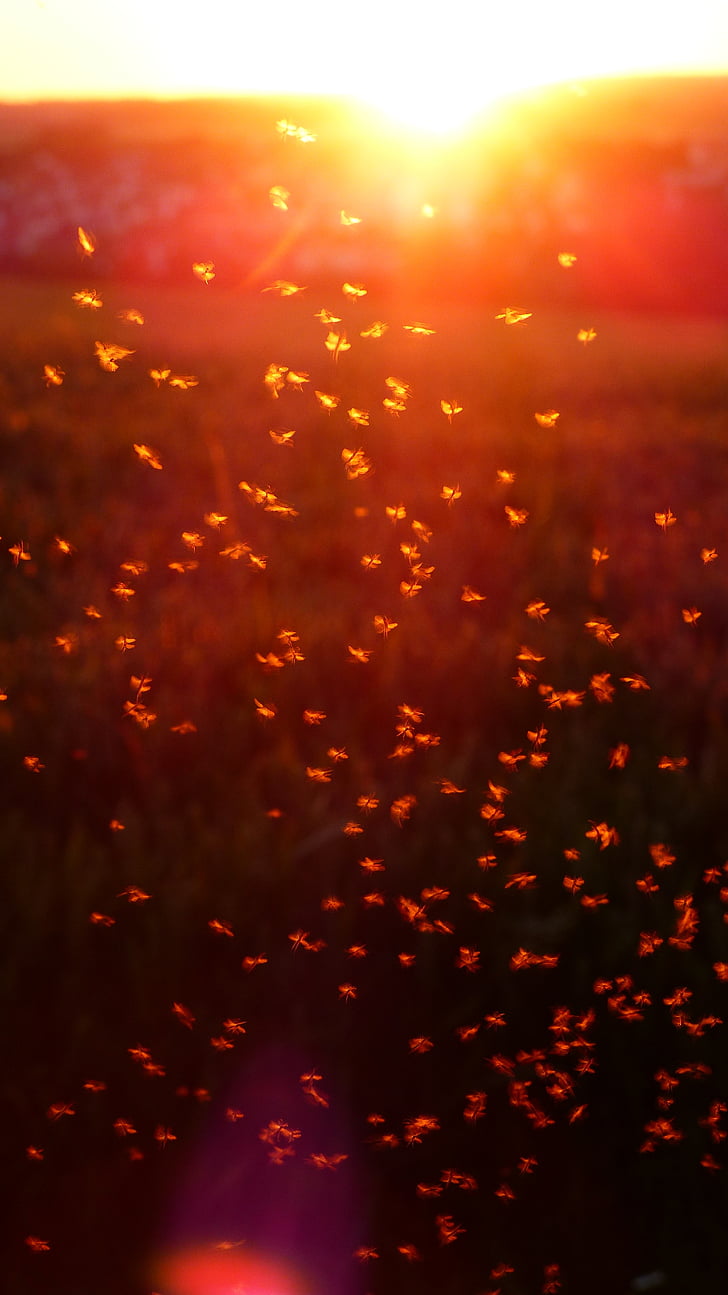 mosquito swarm, swarm, mosquitoes, fliegenschwarm, back light, insect