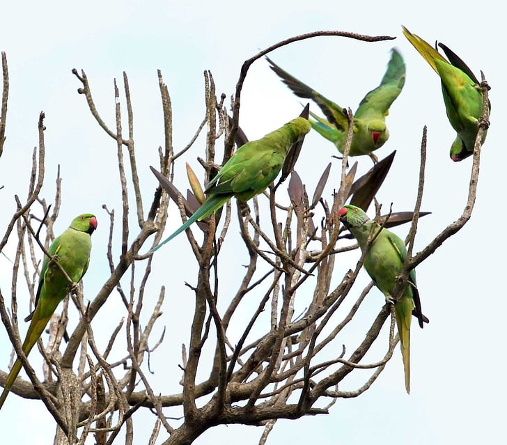 five rose-ringed parakeets on tree trunks