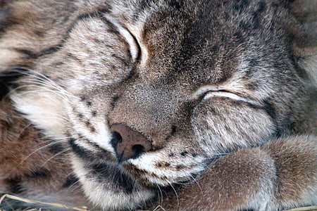 close up photo of gray cat