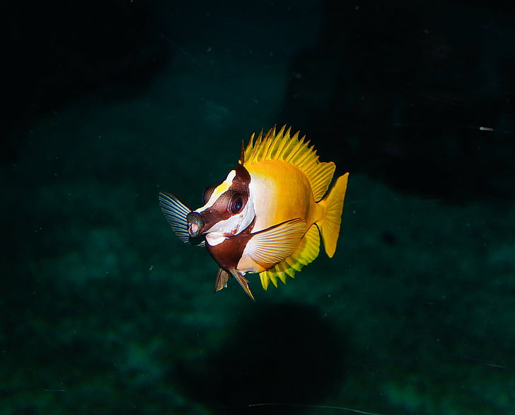 yellow and brown fish