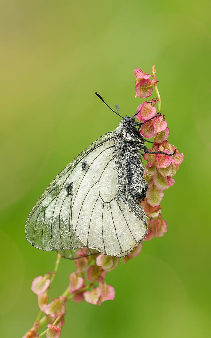 marbled white butterfly on pink flower in close up photography