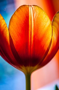 orange tulip flower closeup photo