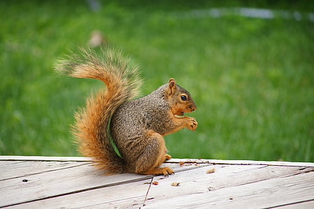 brown squirrel holding nut at daytime