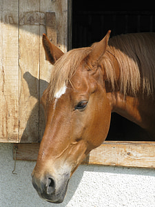 horse head at open window