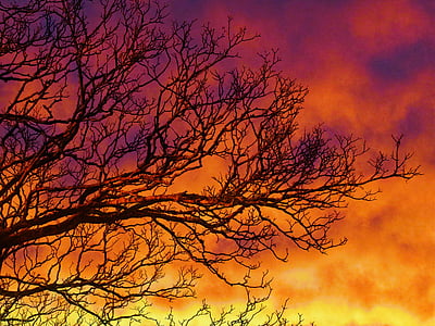 tree under orange and yellow cloudy sky