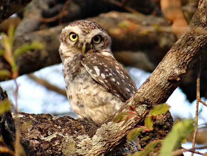 brown owl beside tree branch