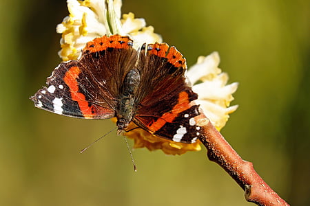 red Admiral butterfly perched on white flower