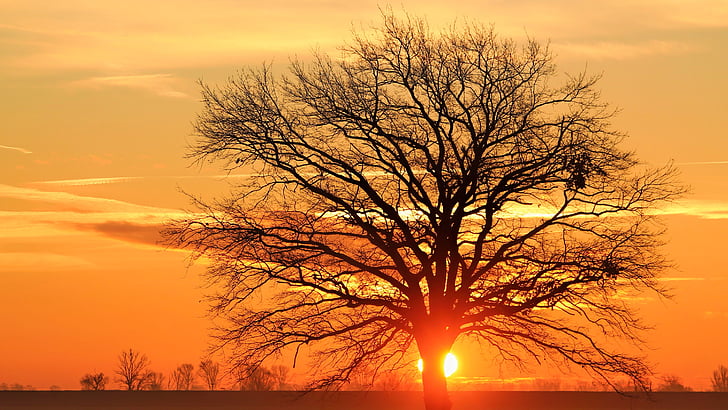 bare tree during dawn