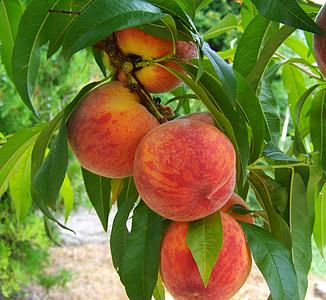 peach fruits during daytime