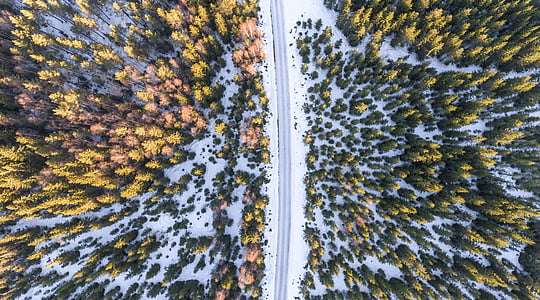 aerial photo of green trees and white snow
