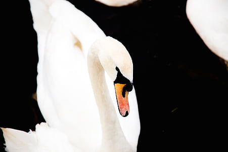 white duck closeup photography