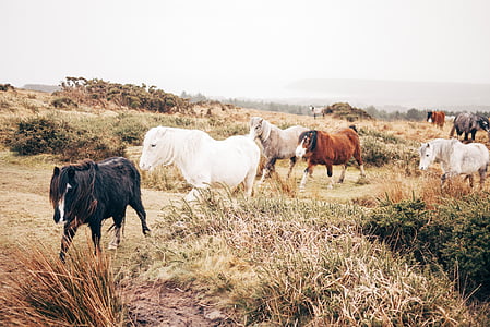 cattles walking on grass field