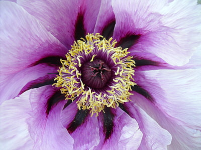 closeup photo of white and purple petaled flower