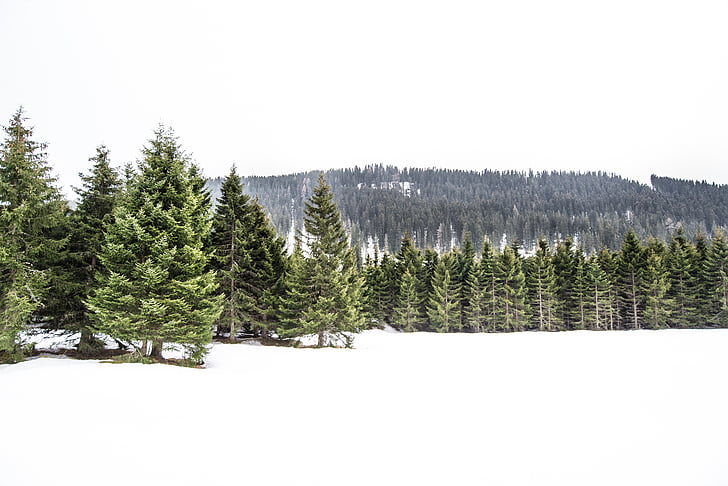 landscape of pine trees covered with snow