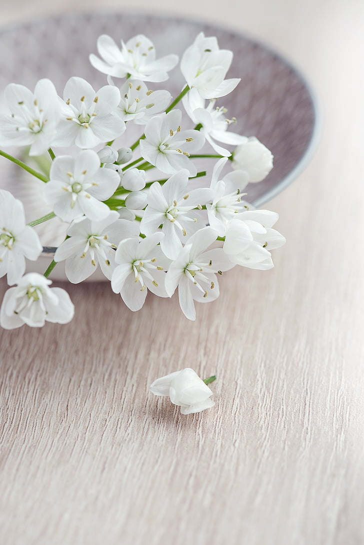 selective focus photography of white petaled flowers on a plate