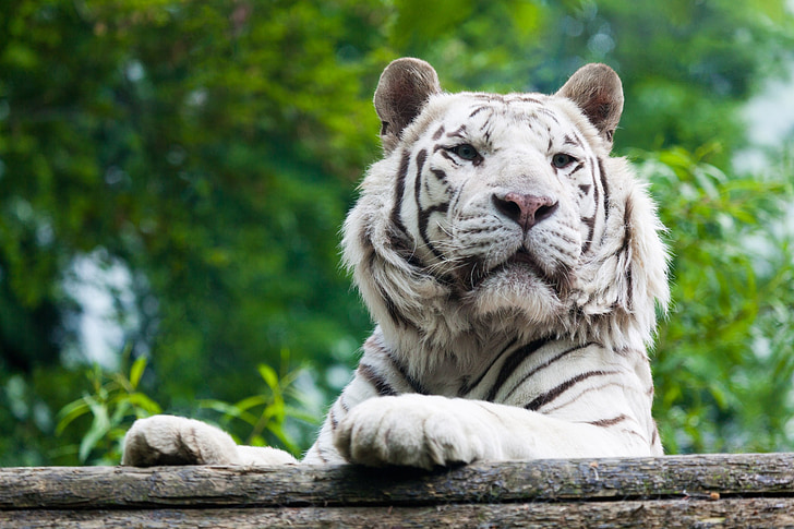 close-up photography of white tiger