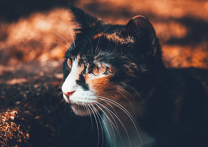 close up photography of black, orange, and white cat