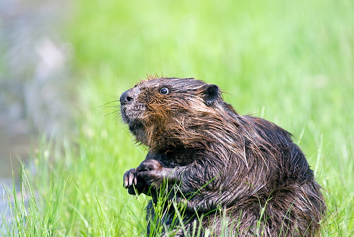 shallow focus photo of beaver