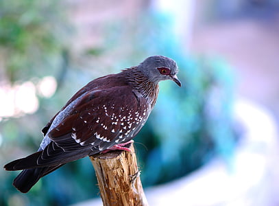 selective focus photography of brown and blue bird
