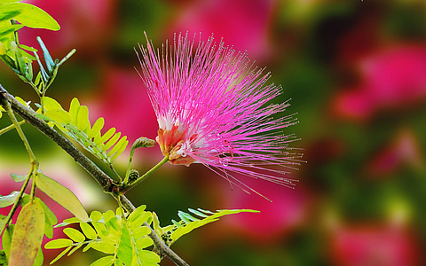 pink mimosa flower in bloom at daytime
