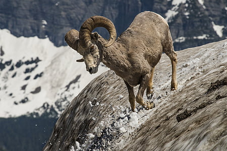 gray mountain goat