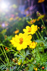 shallow focus photo of yellow flowers
