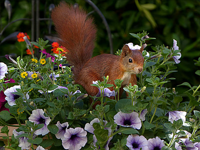 brown squirrel on purple petaled flowering plant