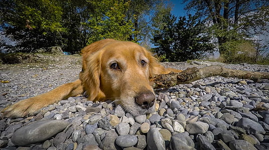 photo of brown dog laying on pebbles